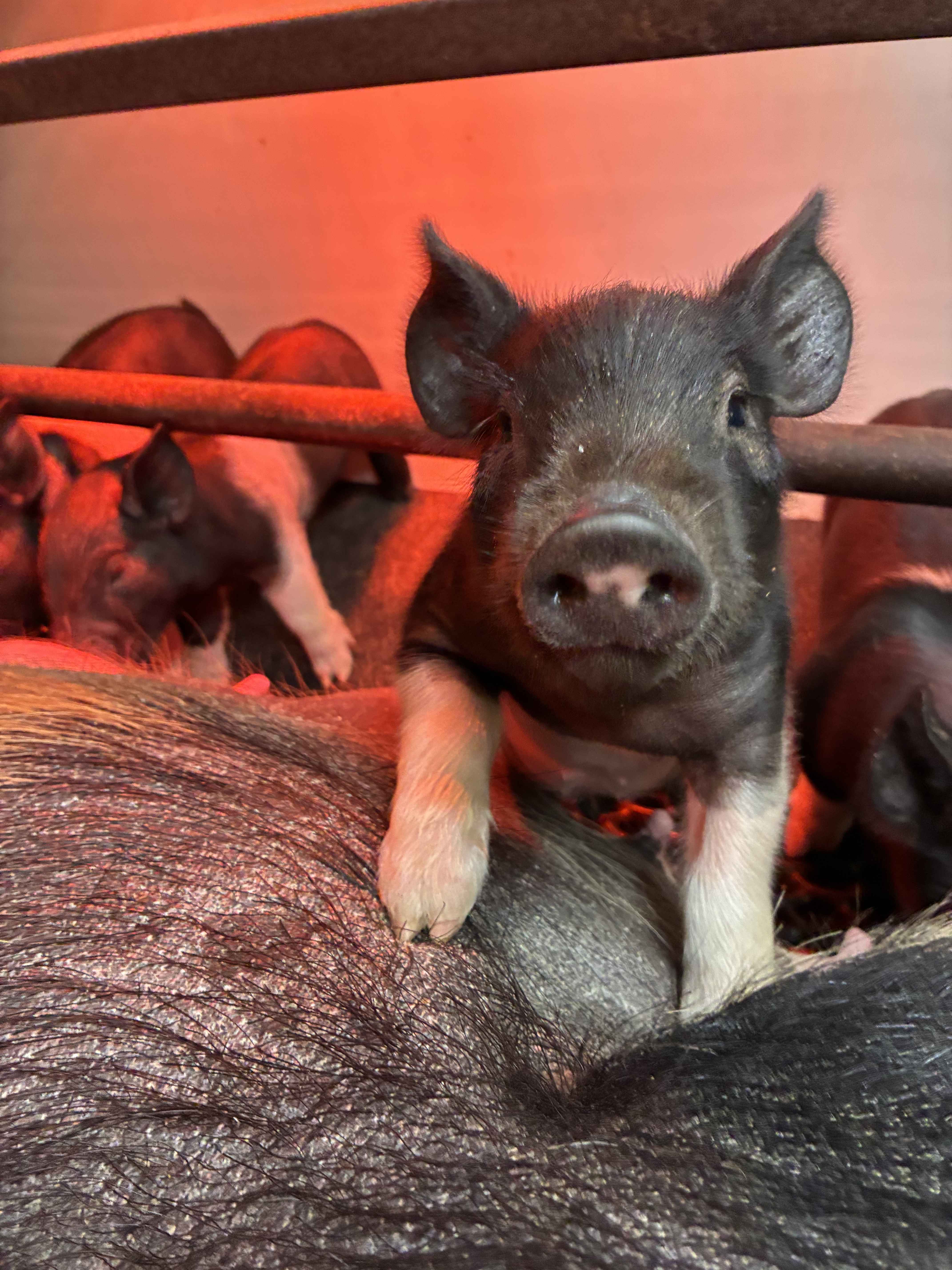 Heart Barn tall pig image