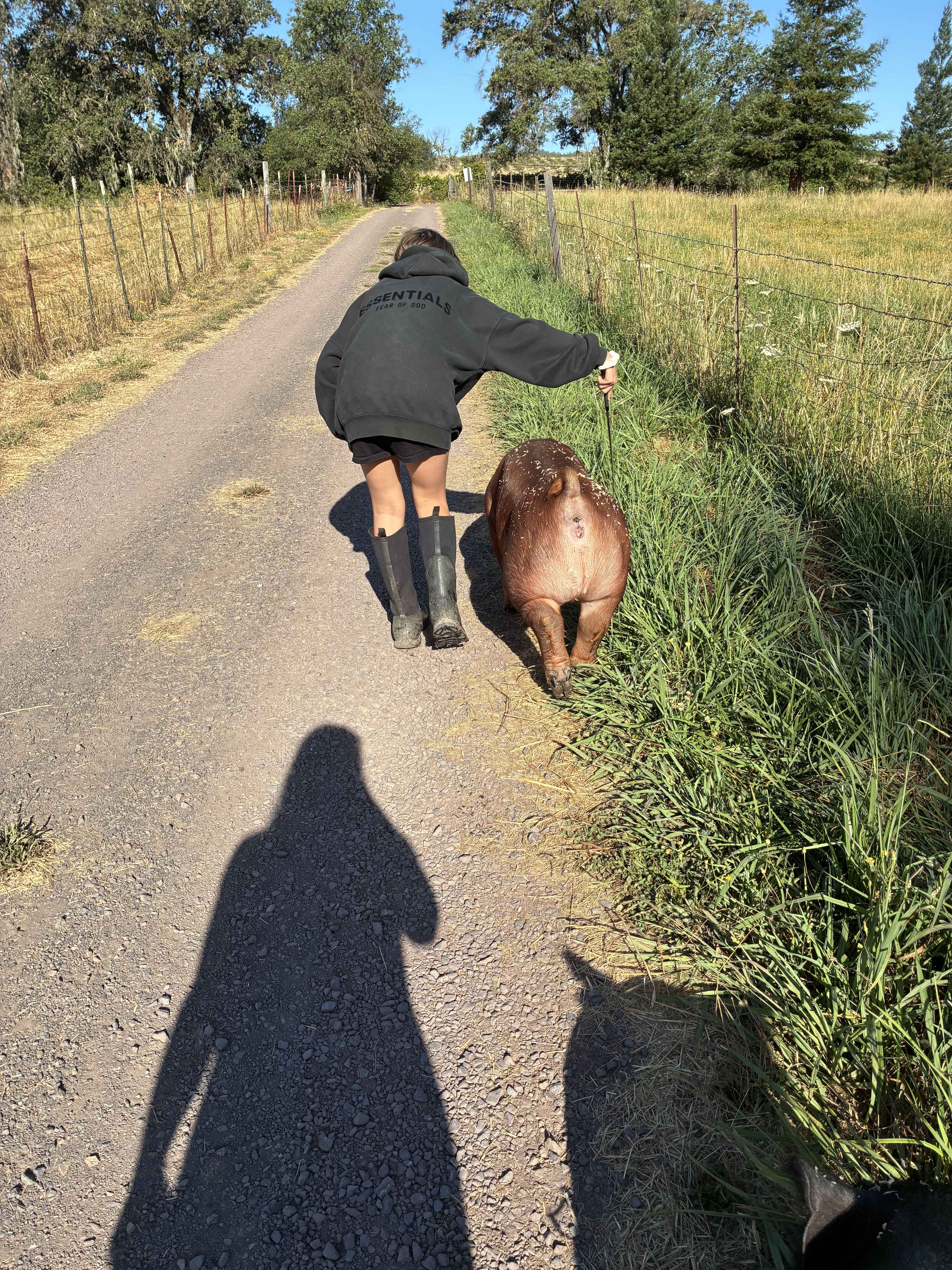 Show pig image 2