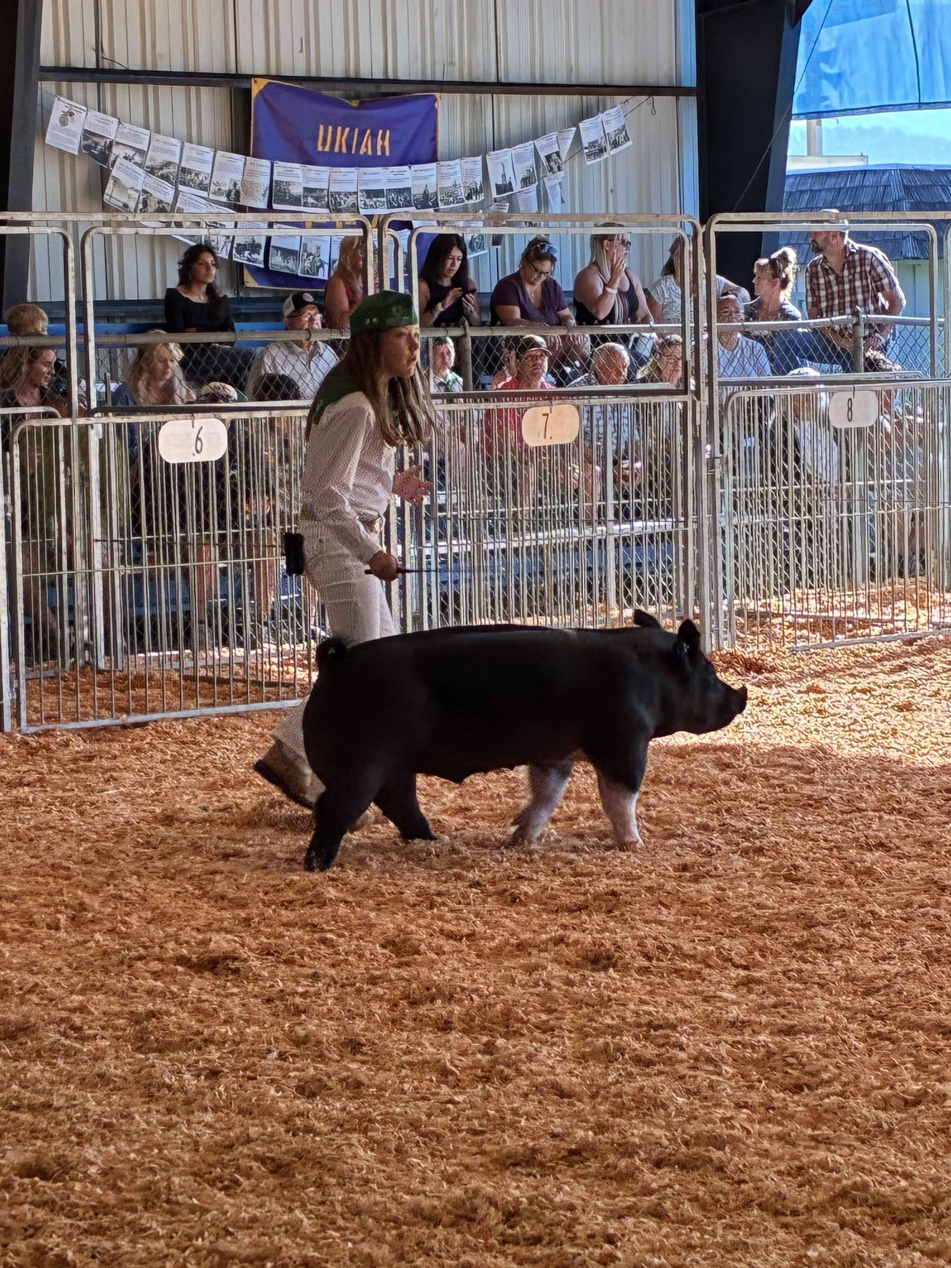 Heart Barn breeding boar