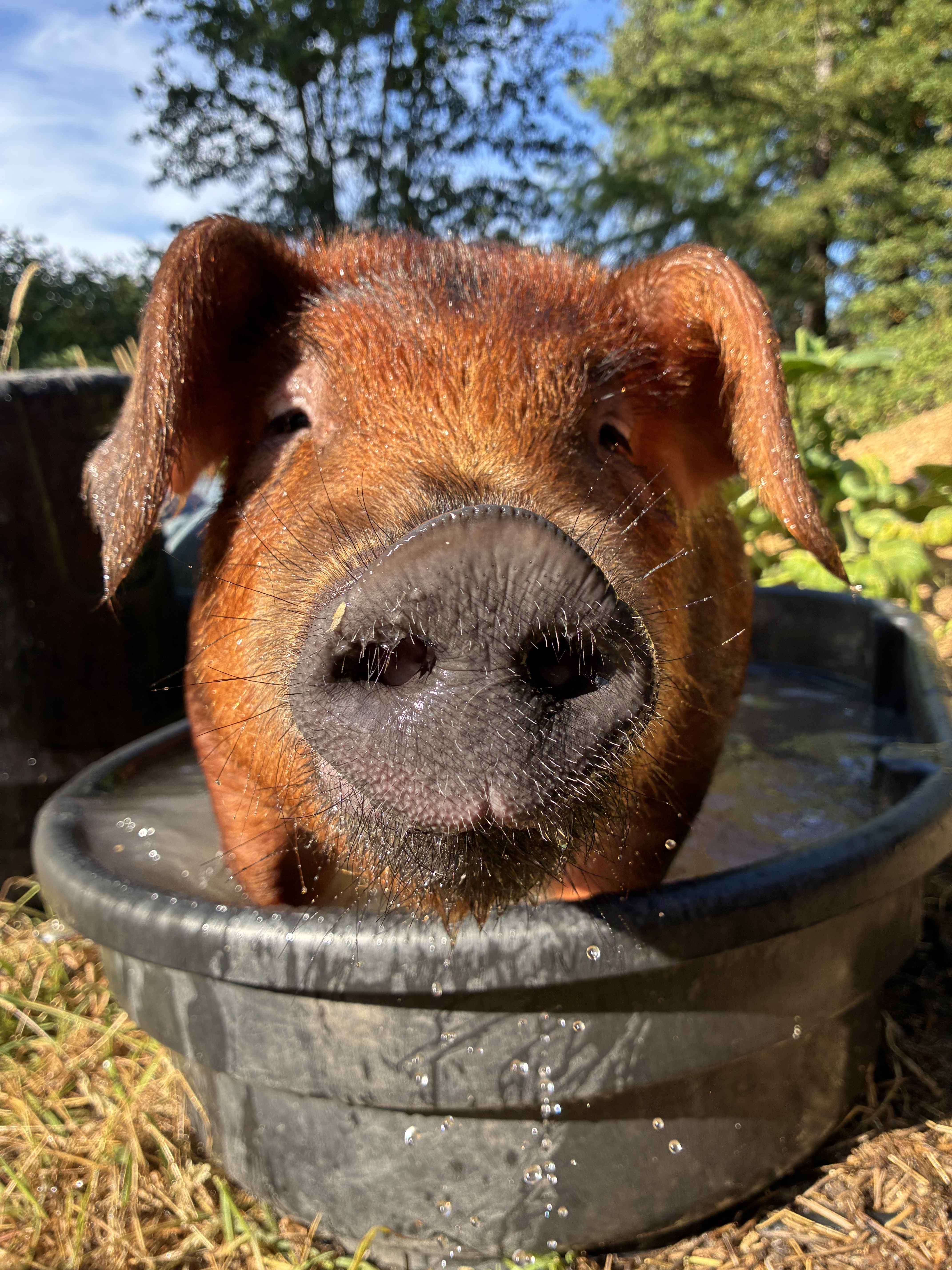 Heart Barn featured show pig
